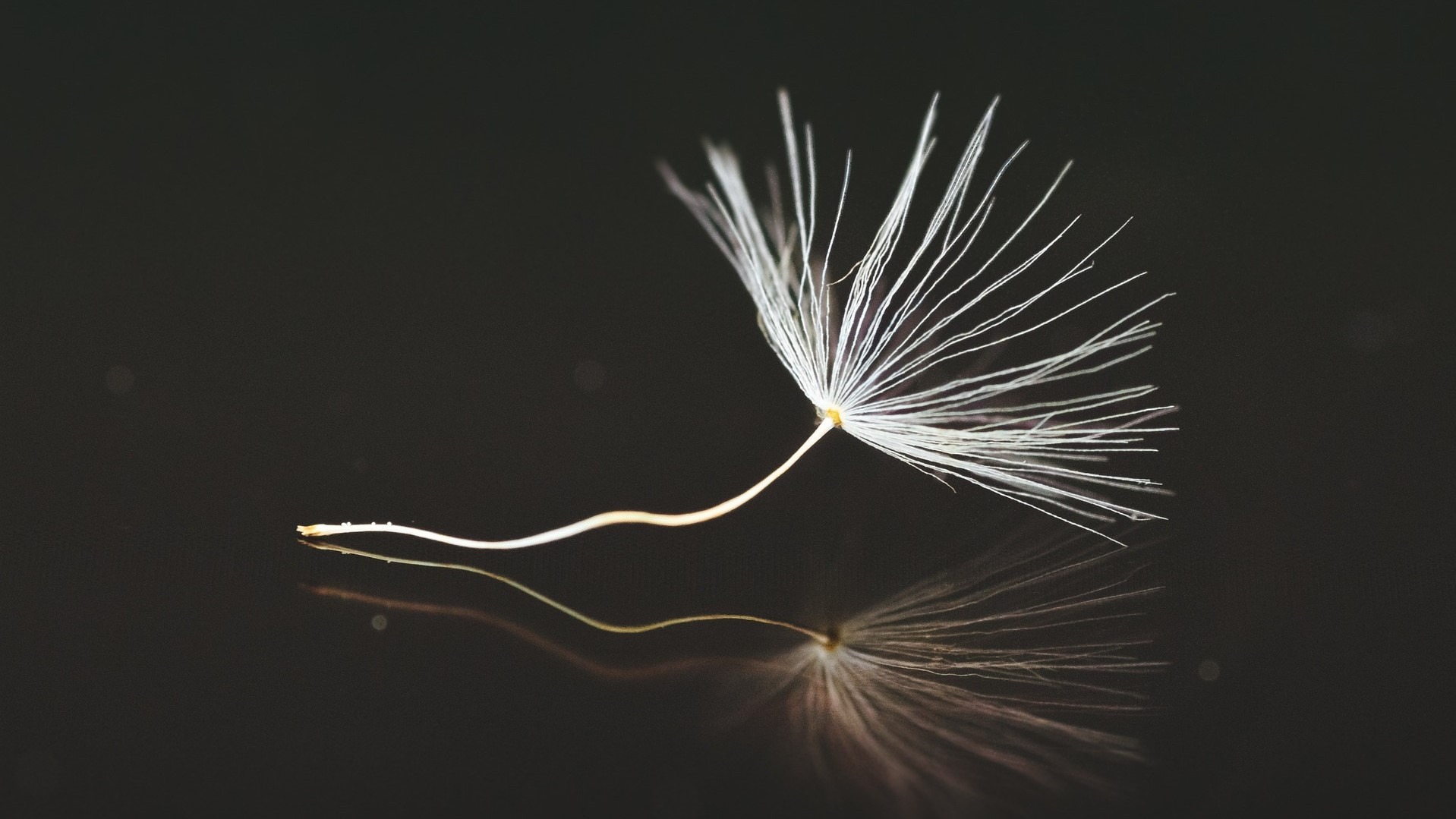 Auf dem schwarzen Bild ist eine weiße Pusteblume zu sehen.
© Pixabay Auf dem schwarzen Bild ist eine weiße Pusteblume zu sehen.
© Pixabay